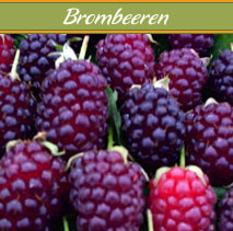 brombeeren