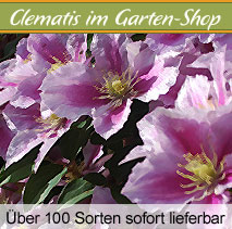 clematis