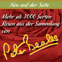 Rosen von Peter Beales