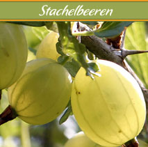 stachelbeeren