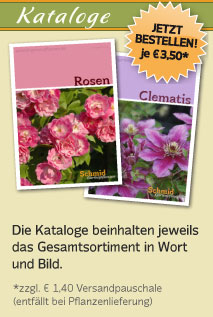 Rosen- und Clematiskataloge