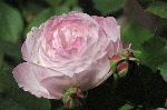 Mme. Pierre Oger
