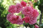 Rosarium Uetersen