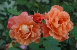 Westerland
