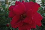 Etoille de Holande, Clg