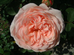 AUSlea