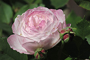 Mme. Pierre Oger