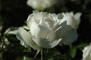 Schneewittchen ('F�e des Neiges')