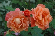 Westerland