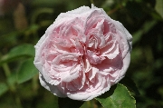 Souvenir de la Malmaison