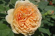 Crown Princess Margareta