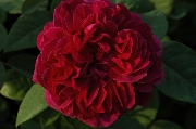 The Dark Lady