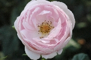 Scepter'd Isle