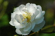 Guirlande d'Amour