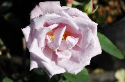 La Rose du Petit Prince