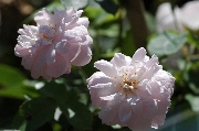 Multiflore de Vaumarcus