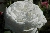 Boule de Neige