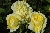 Golden Border