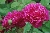 Sophys Rose