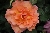 Orange Climber