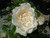 Princess of Wales (Harkness)