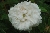 Blanchefleur