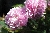 Harlow Carr