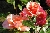 Sommerpoesie