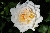 Crocus Rose (Emanuel)