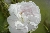 Quatre Saisons Blanc Mousseux