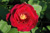 Rose du Roi