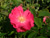Portland (`Duchesse of Portland`)