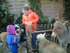 Stallkrippe 