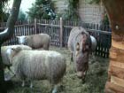 Stallkrippe 