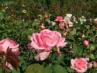 Jardins De Vilandry 