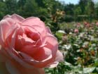 Jardins De Vilandry 