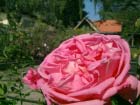 Mme Bovary 