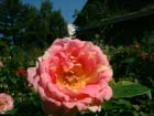 Rose De Cisterciens 