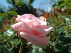 Abraham Darby 