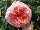 Abraham Darby 