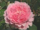 Mary Rose 