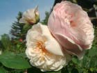 Sweet Juliet 