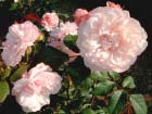 Gruss An Aachen Rosa 