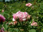 Honorine De Brabant 