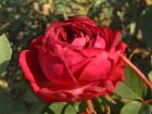 Rose De Resht 