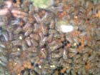 Bad Toelz Bienen 