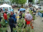Laupheim 