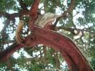 Bad Toelz Bonsai 
