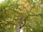 Bad Toelz Bonsai 