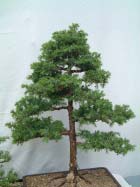 Bad Toelz Bonsai 